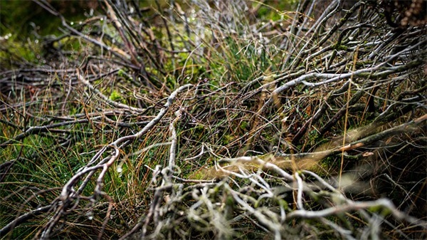 炫舞游戏情侣名甜甜的