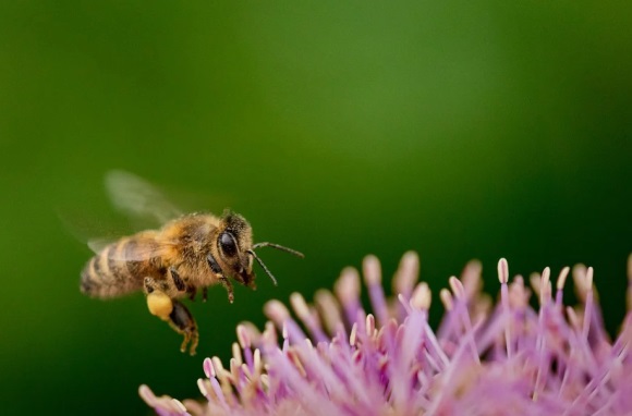 傻白甜可爱的网名(291个)