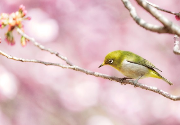 可爱又淘气的网名(优选288个)