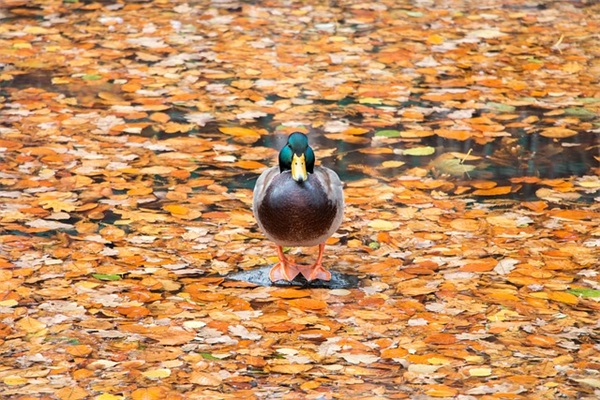 古代有杀气又有霸气的男名字(精选154个)