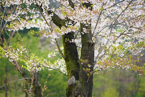 第五人格CP情侣名字一对(93个)