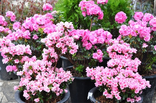 百度贴吧名字符号大全(精选125个)