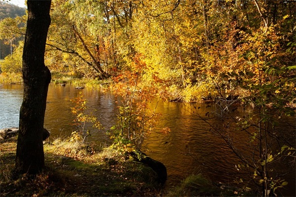 必须要抢的游戏id(136个)