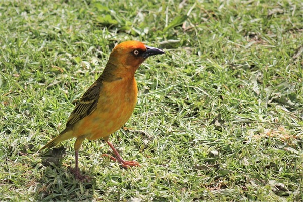 关于葡萄的创意名字(101个)