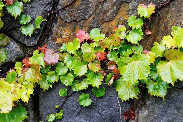 一生好运网名女2025(精选147个)