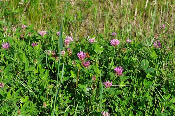 抖音热门情侣名(87个)
