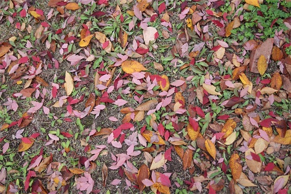 和平精英二字id