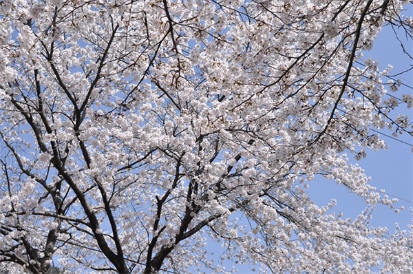 天涯论坛经典网名(精选140个)