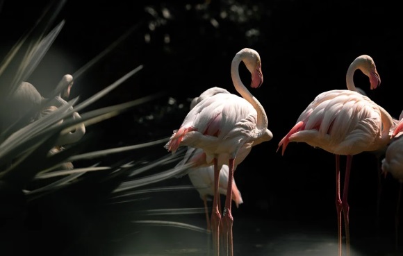 快手可爱的女生网名大全(精选194个)