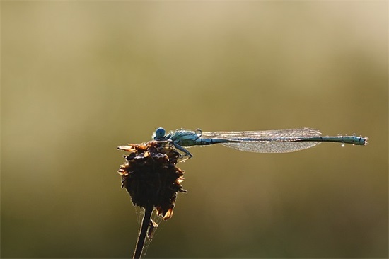 诗歌女孩名字大全集