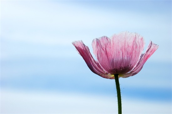 男孩名字大全2025属羊