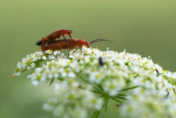 软妹名字仙气可爱粉红少女心(279个)