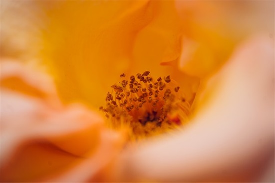 属虎宝宝男孩取名字大全