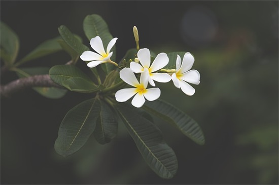 带洲字的男孩名字