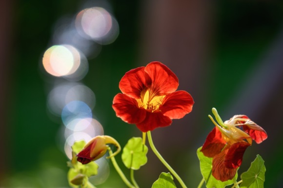 小仙女专用可爱网名超级小萝莉(精选242个)