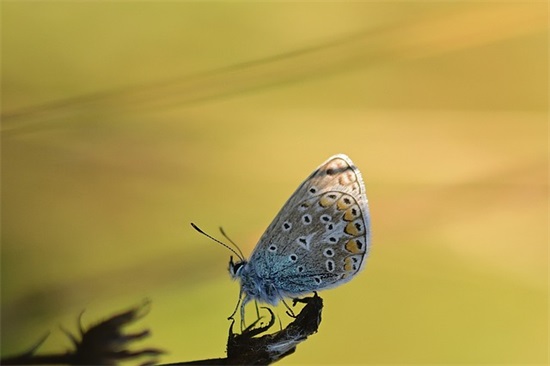 春日浪漫的唯美句子:这个春天,与美好不期而遇