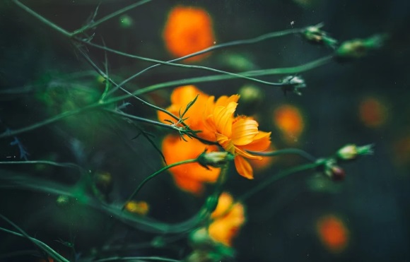 比较仙气可爱的女生网名(精选260个)