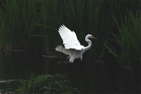 猪宝宝怎么起名好?