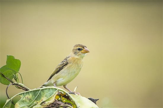 1600个好听不落俗套的女孩名字大全