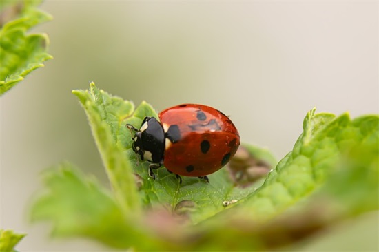 起名字大全 A-Z好听的女孩名精选