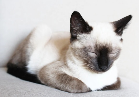 简单可爱高雅的网名(共228个)