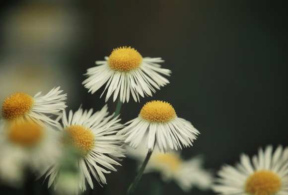 最好听的快手网名女生可爱(243个)