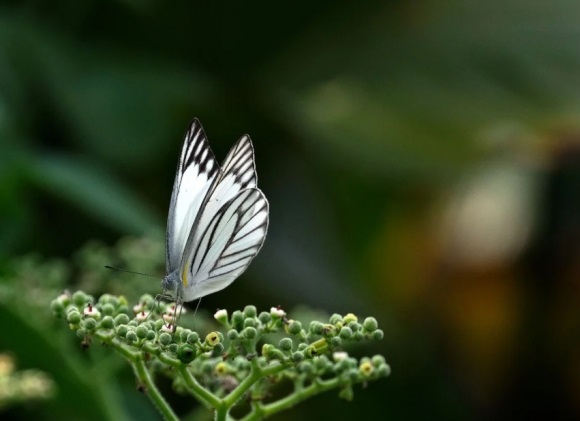 可爱网名男生萌萌哒(优选217个)