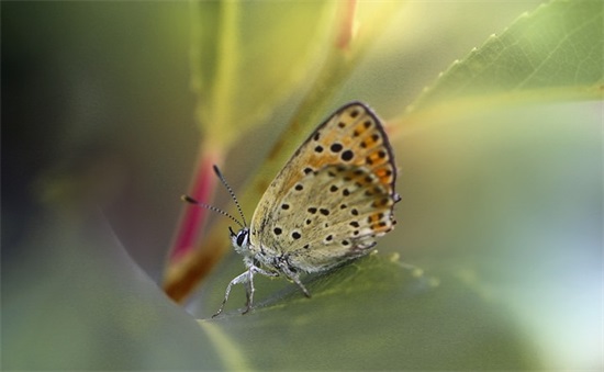 三个字情侣网名古风