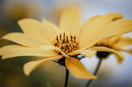 六字古风诗意唯美网名