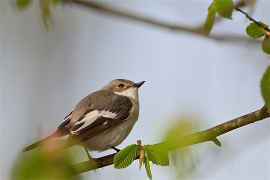 两字古风情侣网名