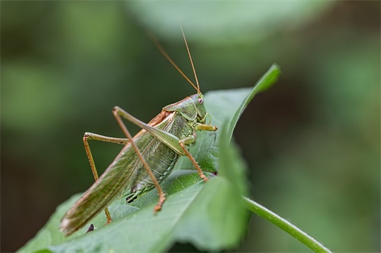 好听的古风网名女