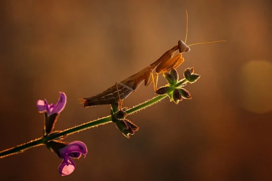 可爱的昵称女生390个，好听网名女生简短可爱